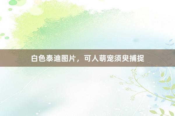 白色泰迪图片，可人萌宠须臾捕捉